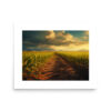 Harvest Horizon | Terravista Collection